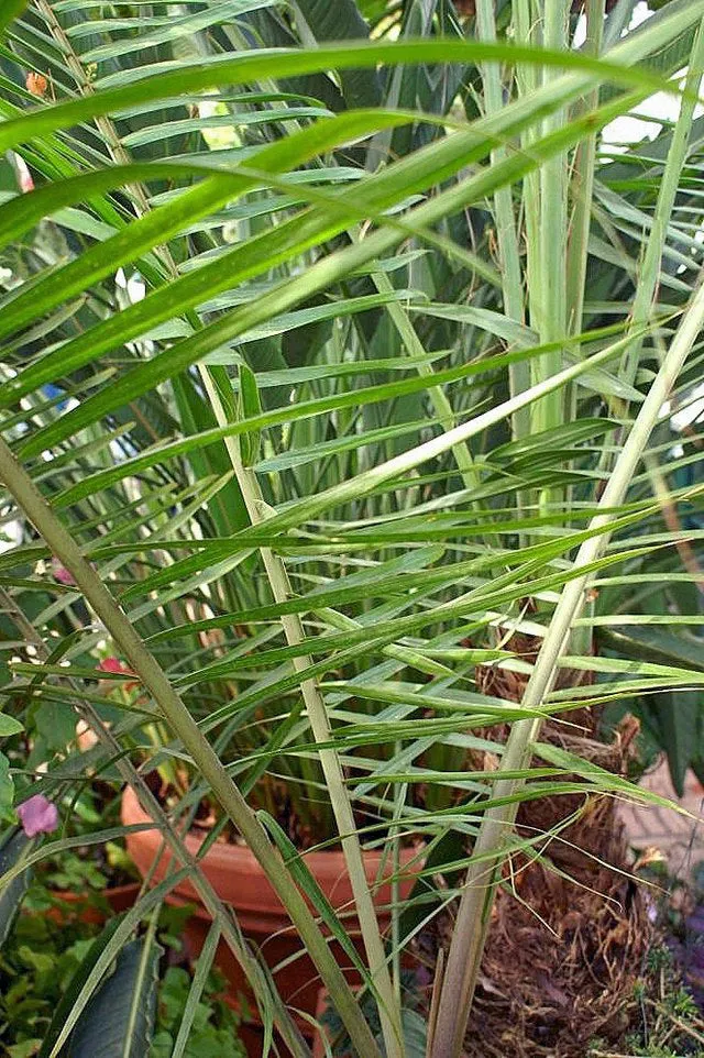 Dypsis leptocheilos | Teddy Bear Palm | 5 Seeds