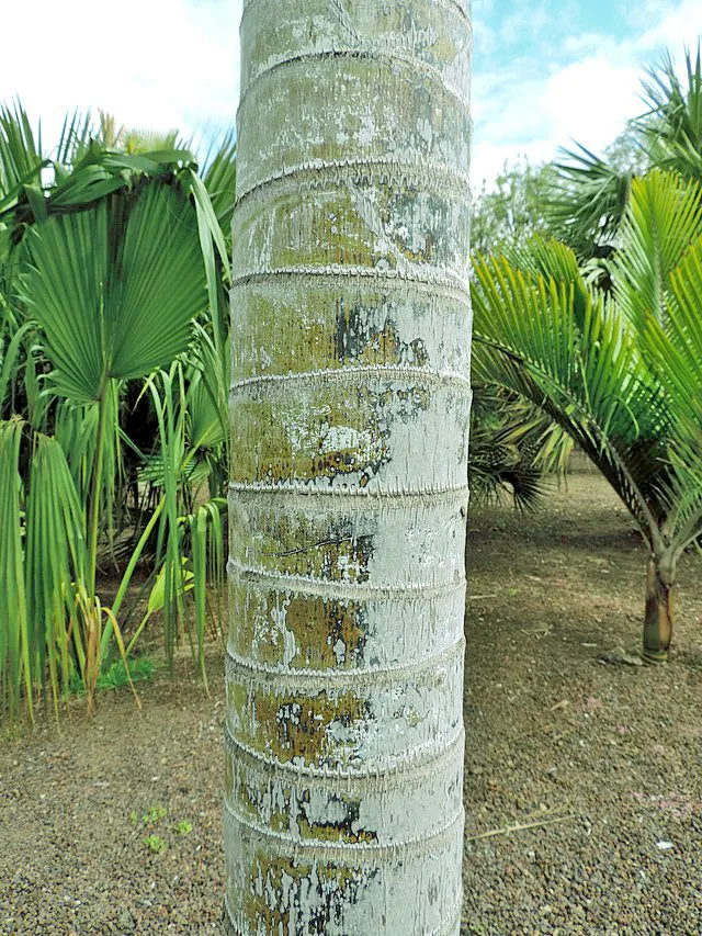 Dypsis leptocheilos | Teddy Bear Palm | 5 Seeds