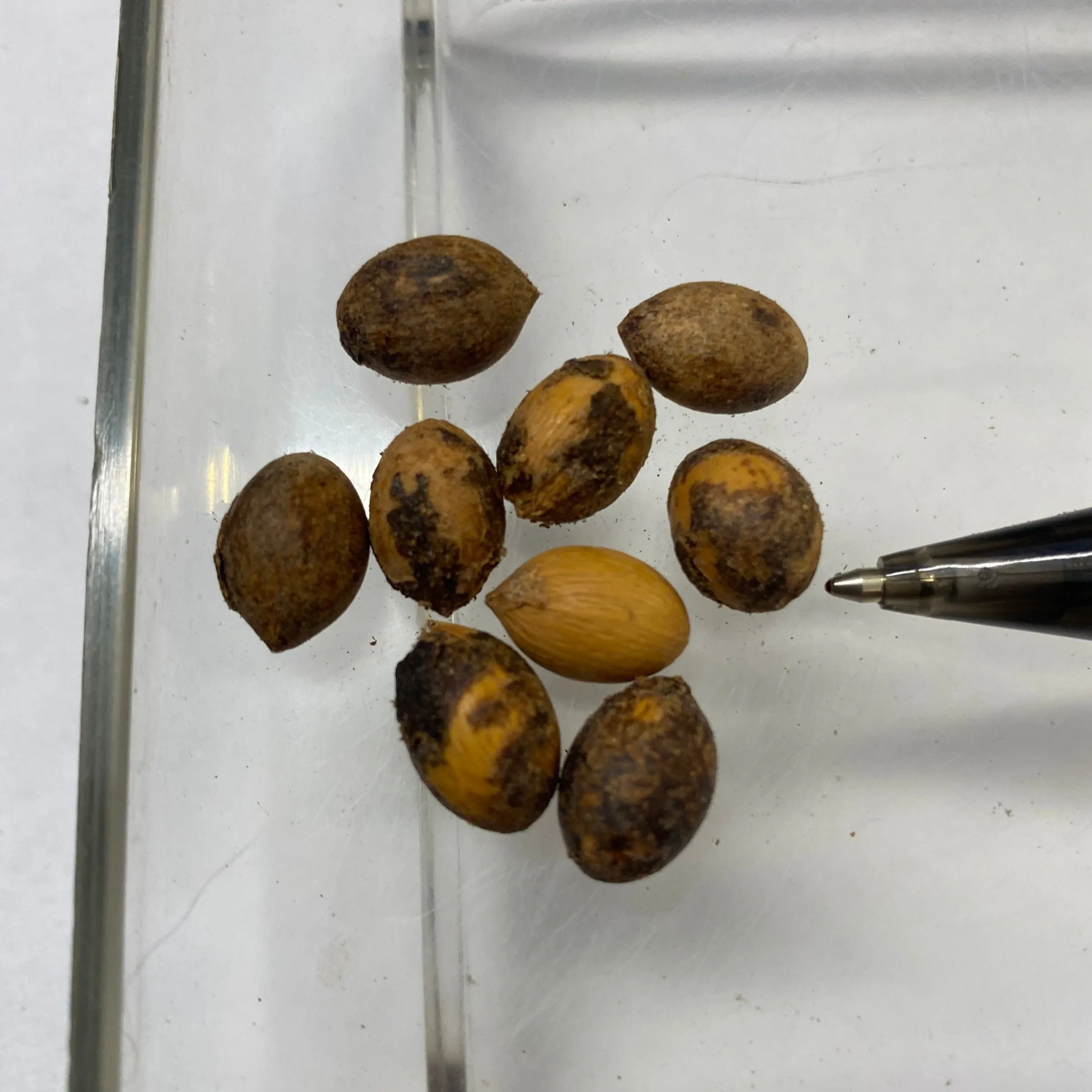 Dypsis leptocheilos | Teddy Bear Palm | 5 Seeds
