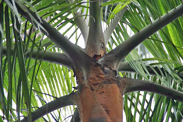 Dypsis leptocheilos | Teddy Bear Palm | 5 Seeds