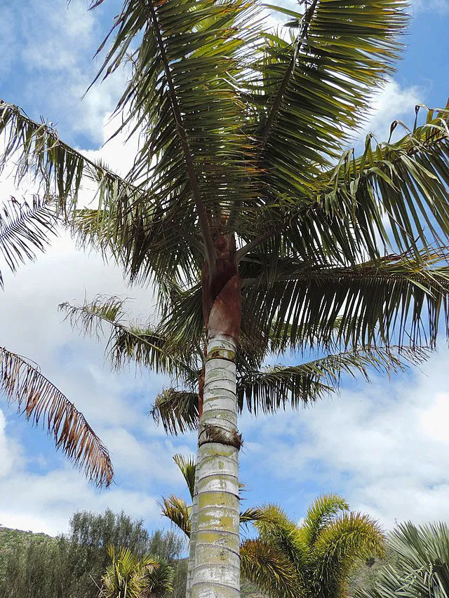 Dypsis leptocheilos | Teddy Bear Palm | 5 Seeds