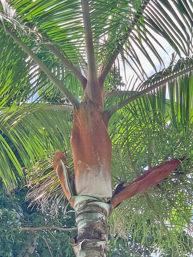 Dypsis leptocheilos | Teddy Bear Palm | 5 Seeds