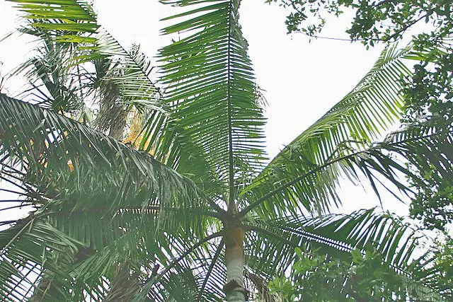 Dypsis leptocheilos | Teddy Bear Palm | 5 Seeds