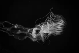Monochromatic Jellyfish